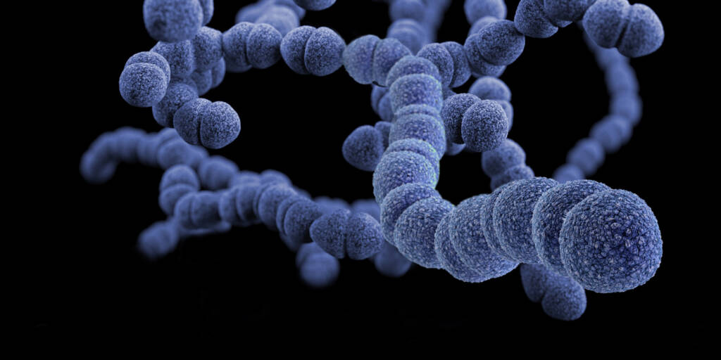 close up of long chain bacteria