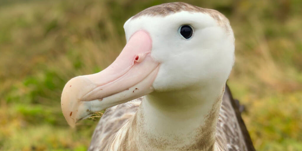 Close by albatross