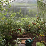 Green house with tomatoes growing.
