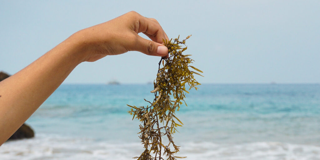 Hand holding a piece of seaweed against the backdrop of a beach